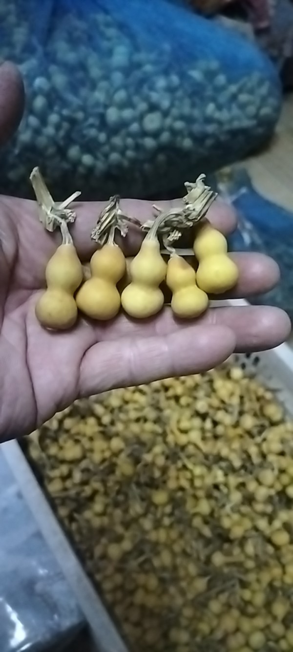 整体周正,质优量大,质地细腻 素葫芦(未加工) 2