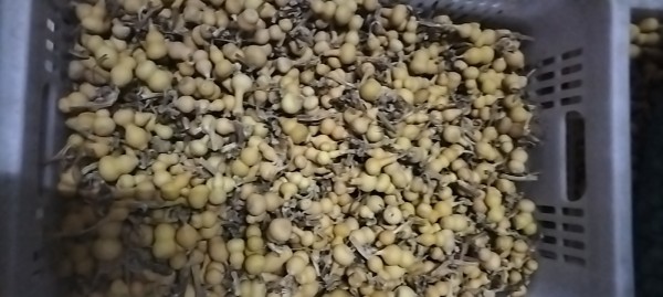 整体周正,质优量大,质地细腻素葫芦(未加工)