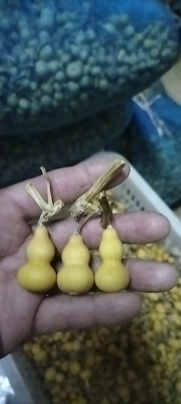 整体周正,质优量大,质地细腻 素葫芦(未加工) 3