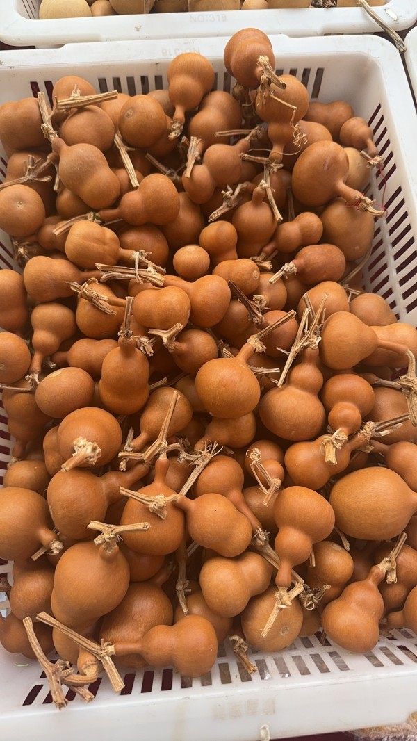 质优量大,质地细腻,常年供应素葫芦(未加工)
