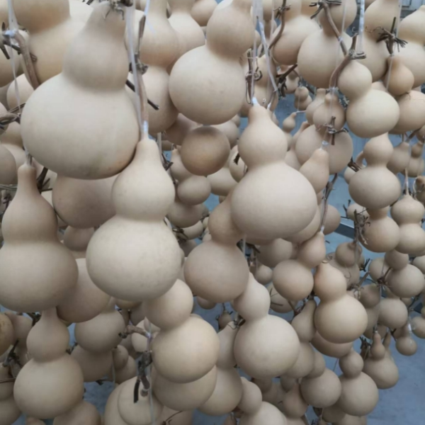 整体周正,器型齐全素葫芦(未加工)