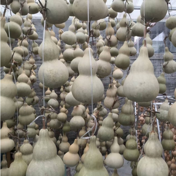 整体周正,器型齐全 素葫芦(未加工) 2