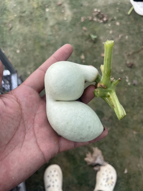 器型齐全,整体周正,质地细腻 素葫芦(未加工) 2